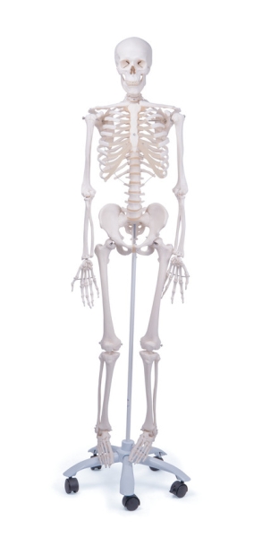 Anatomisches Modell Skelett "Stan"